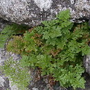 Cryptogramma crispa (zmienka górska)