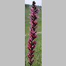 Echium russicum (żmijowiec czerwony)