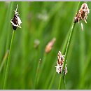 Eleocharis uniglumis (ponikło jednoprzysadkowe)