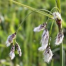 Eriophorum angustifolium (wełnianka wąskolistna)