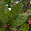 Euonymus (trzmielina)