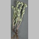 Filago (nicennica)