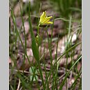 Gagea spathacea (złoć pochwolistna)