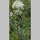 Galium boreale (przytulia północna)