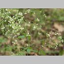 Galium sylvaticum (przytulia leśna)