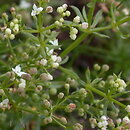 Galium sudeticum (przytulia sudecka)