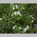 Galium valdepilosum (przytulia stepowa)