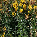 Genista (janowiec)