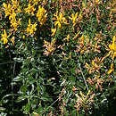 Genista tinctoria (janowiec barwierski)