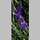 Gentiana pneumonanthe (goryczka wąskolistna)
