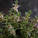 Lysimachia maritima (mlecznik nadmorski)