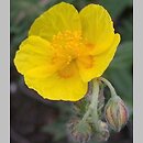 Helianthemum nummularium agg. (posłonek rozesłany (agg.))