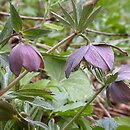 Helleborus purpurascens (ciemiernik czerwonawy)