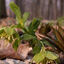 Helleborus viridis (ciemiernik zielony)