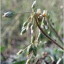 Holosteum umbellatum (mokrzycznik baldaszkowy)