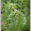 Solanaceae (psiankowate)