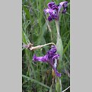 Iris aphylla (kosaciec bezlistny)
