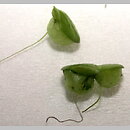 Lemna gibba (rzęsa garbata)
