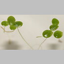 Lemna minor (rzęsa drobna)
