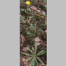 Leontodon autumnalis (brodawnik jesienny)