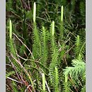 Lycopodium annotinum (kolcowidłak jałowcowaty)