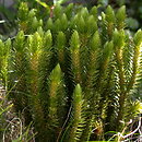 Tracheophyta (rośliny waskularne)