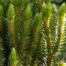 Lycopodiophyta (lykopodiofity)