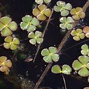 Marsilea quadrifolia (marsylia czterolistna)