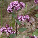 Origanum (lebiodka)