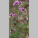 Origanum vulgare (lebiodka pospolita)
