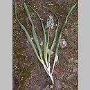 Ornithogalum boucheanum (śniedek Bouchego)