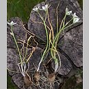 Ornithogalum angustifolium (śniedek baldaszkowaty)