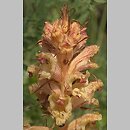 Orobanche alba (zaraza macierzankowa)