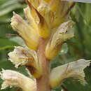 Orobanche picridis (zaraza goryczelowa)