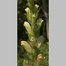 Pedicularis sceptrum-carolinum (gnidosz królewski)
