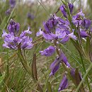 Polygala amarella (krzyżownica gorzkawa)
