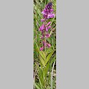 Polygala vulgaris (krzyżownica zwyczajna)