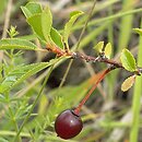Cerasus fruticosa (wiśnia karłowata)