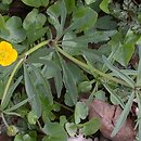 Ranunculus (jaskier)