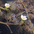 Ranunculus trichophyllus (jaskier skąpopręcikowy)