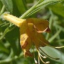Rhododendron luteum (różanecznik żółty)