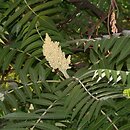 Rhus (sumak)