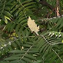 Rhus typhina (sumak octowiec)