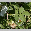 Rosa agrestis (róża polna)