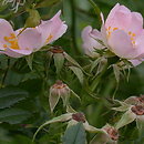 Rosa canina (róża dzika)