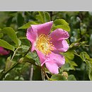 Rosa dumalis (róża sina)