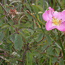 Rosa hort. Grupa 'róża francuska'