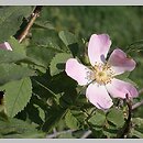 Rosa inodora (róża eliptyczna)