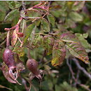 Rosa pendulina (róża alpejska)