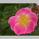 Rosa rubiginosa (róża rdzawa)